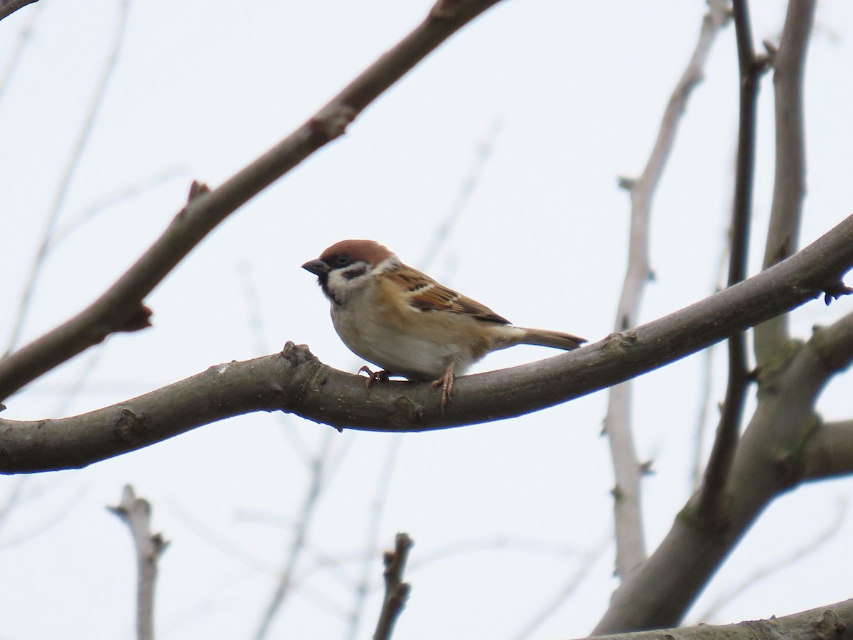 Gorrión Molinero - ML647671153