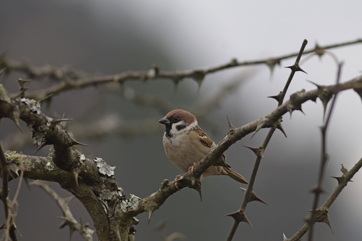 Gorrión Molinero - ML647671172