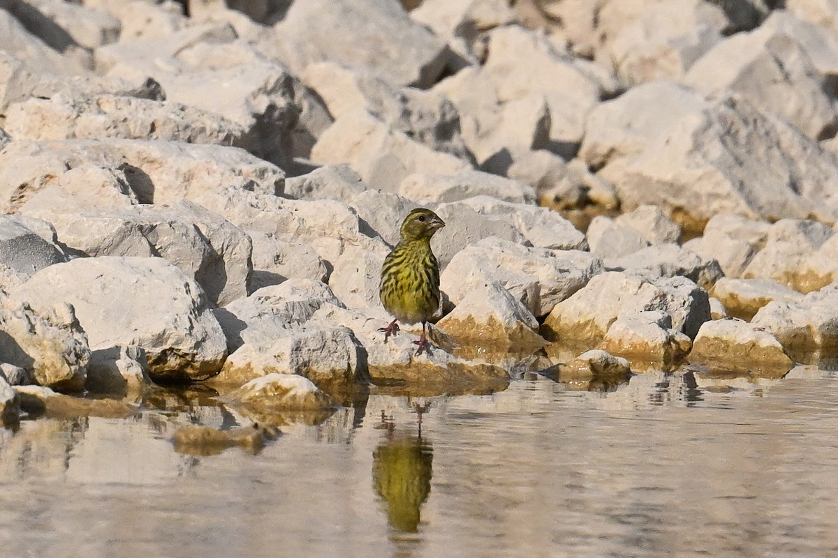 Girlitz - ML647671175