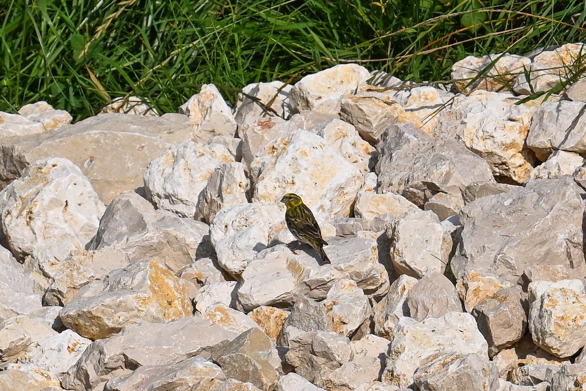 Girlitz - ML647671177