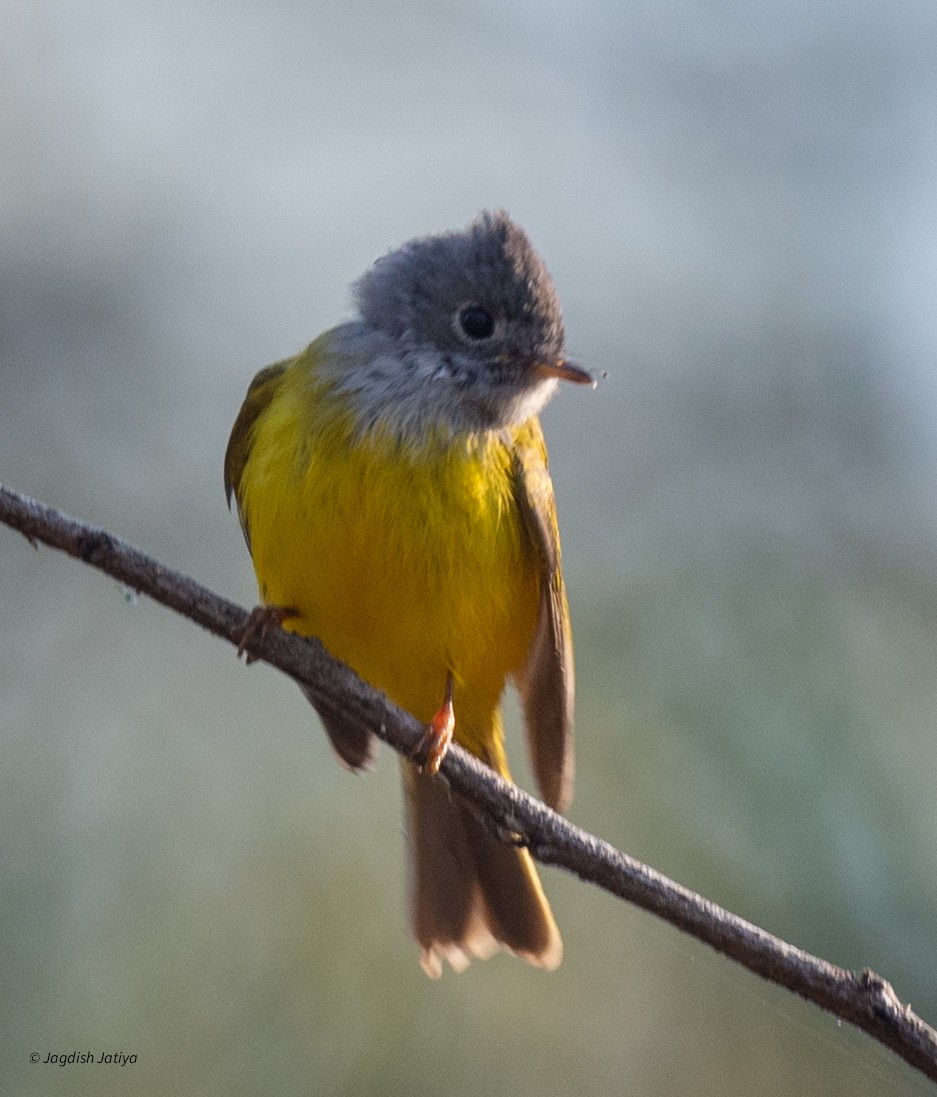 Gray-headed Canary-Flycatcher - ML647671186