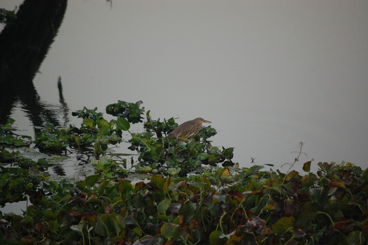 Garcilla India - ML647671187