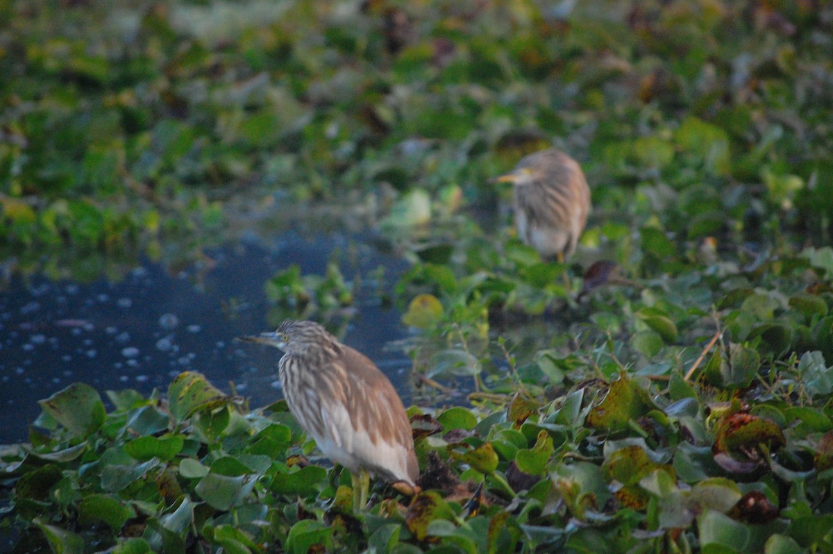 Garcilla India - ML647671188