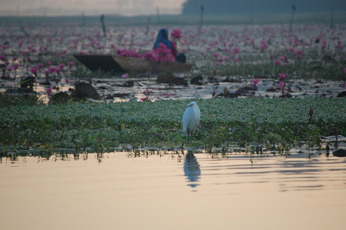 Little Egret - ML647671200