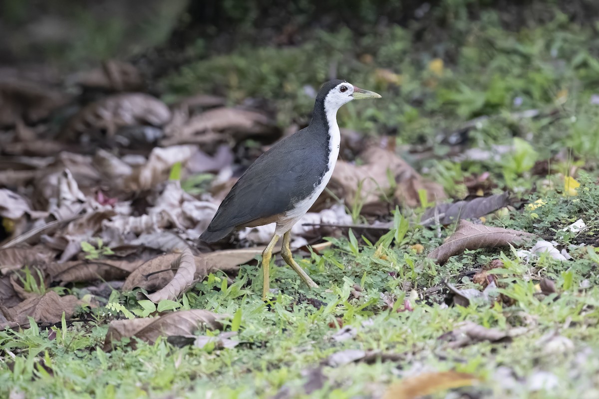 סופית לבנת-חזה - ML647671202