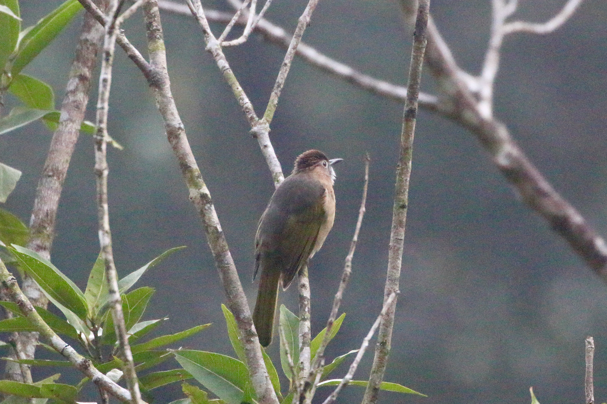 Оливник гірський - ML647671211