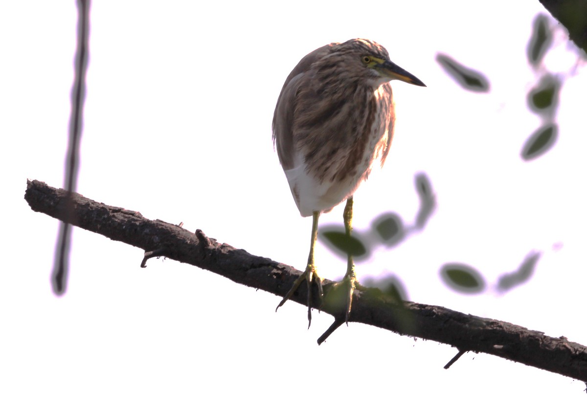 Garcilla India - ML647671253