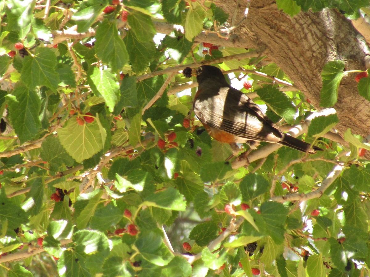 American Robin - ML647671267