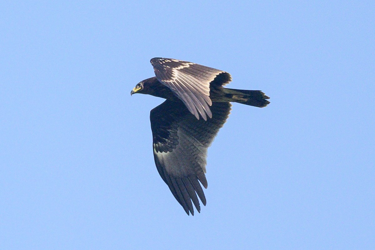 Підорлик великий - ML647671276