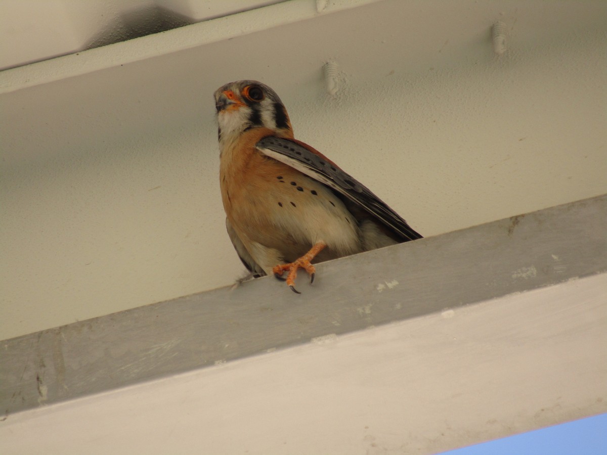 Боривітер американський - ML647671281