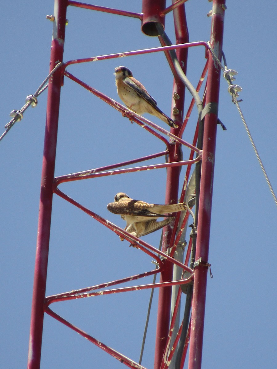 Боривітер американський - ML647671282