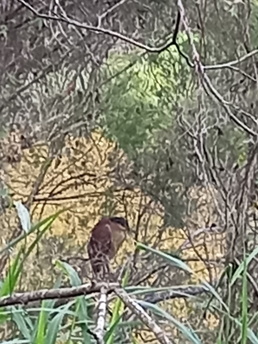 Квак каледонський - ML647671283