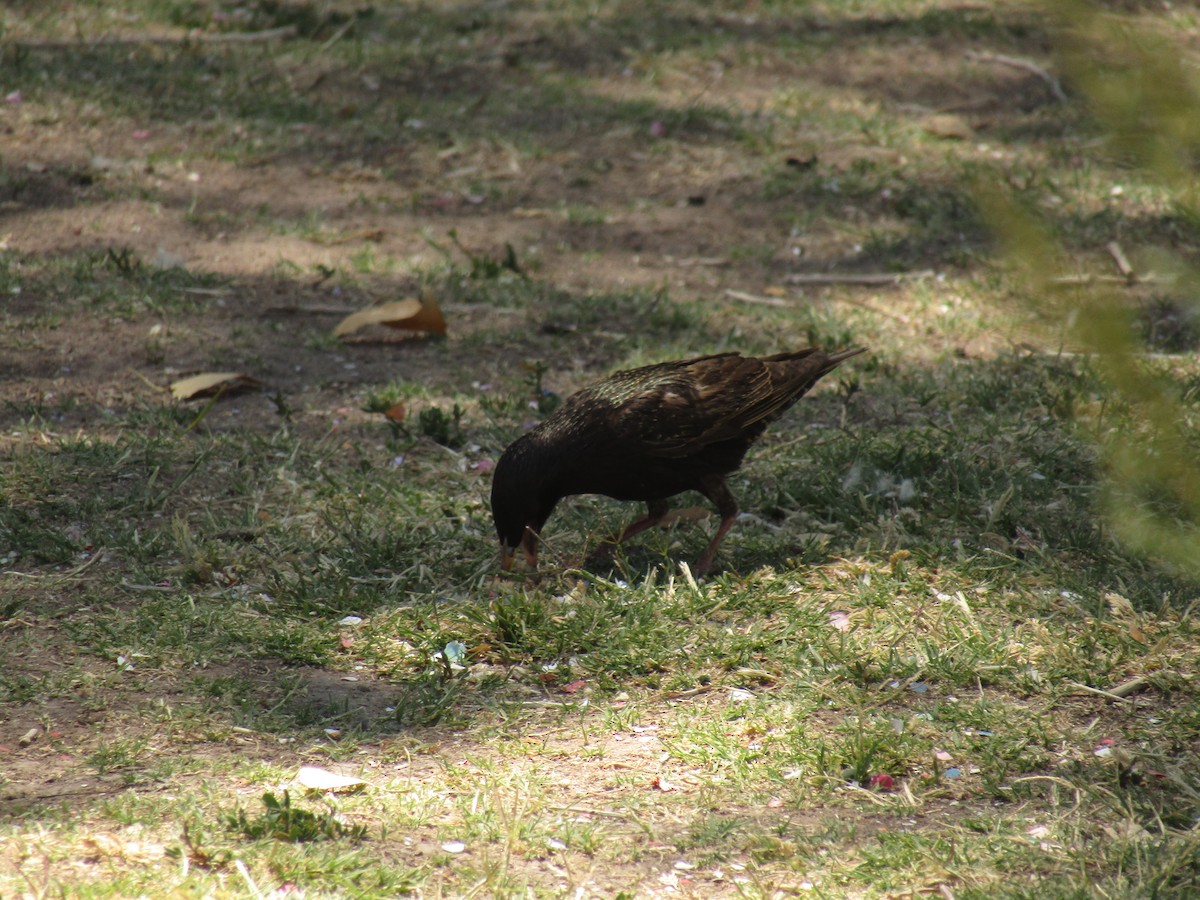 Шпак звичайний - ML647671284