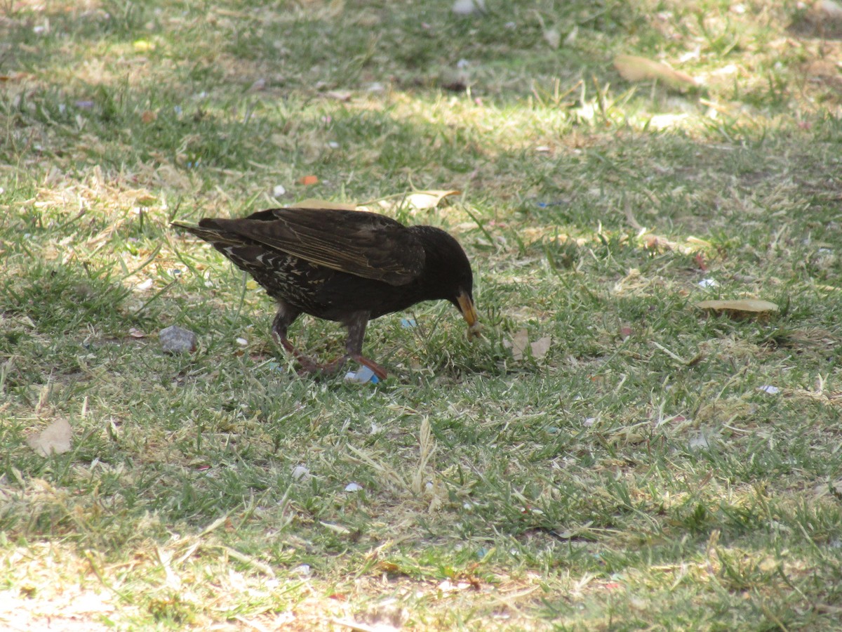 Шпак звичайний - ML647671285