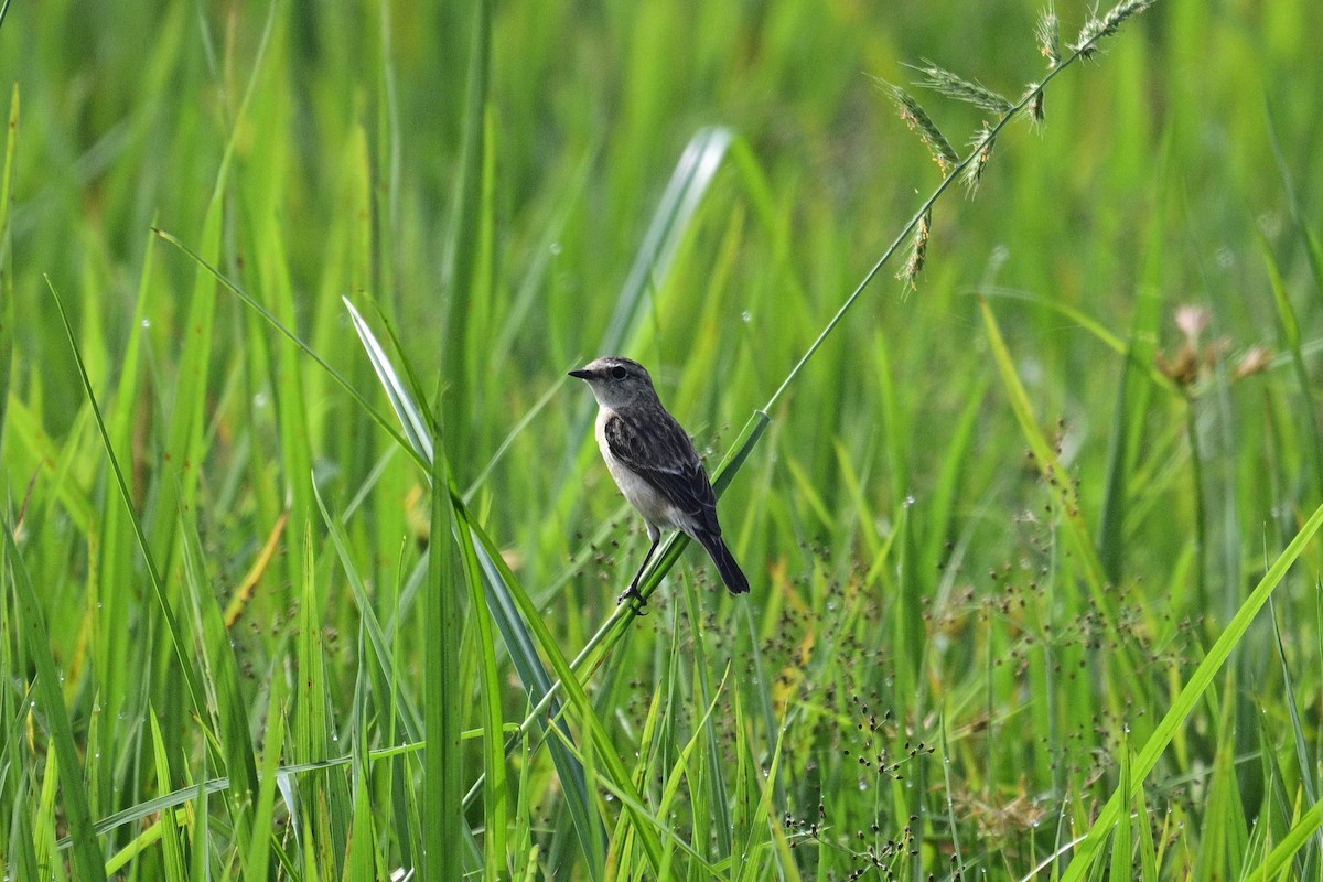 Трав'янка білошия - ML647671286