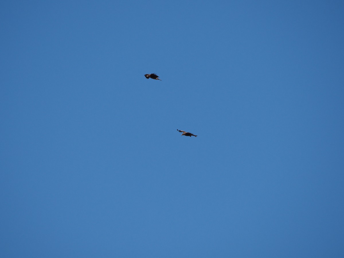 Шуліка чорний - ML647671287