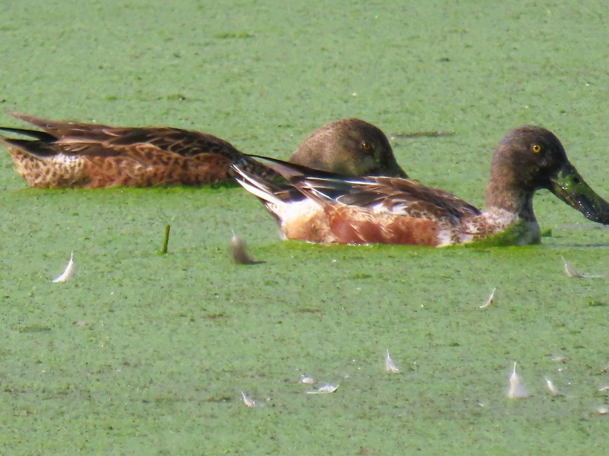 Широконіска північна - ML647671291