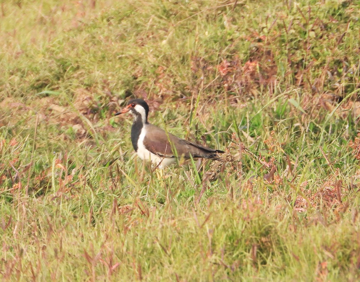 Чайка індійська - ML647671298