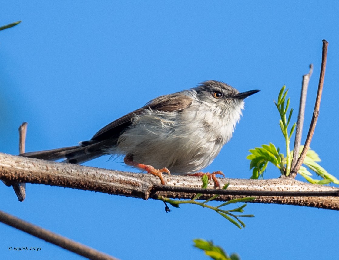 Принія попеляста - ML647671299