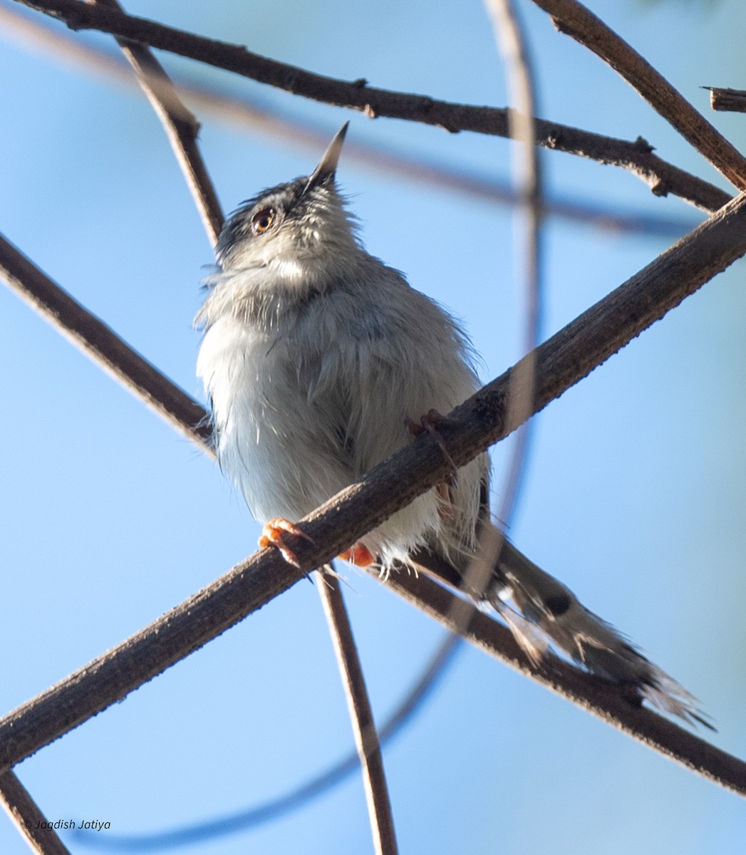Принія попеляста - ML647671300