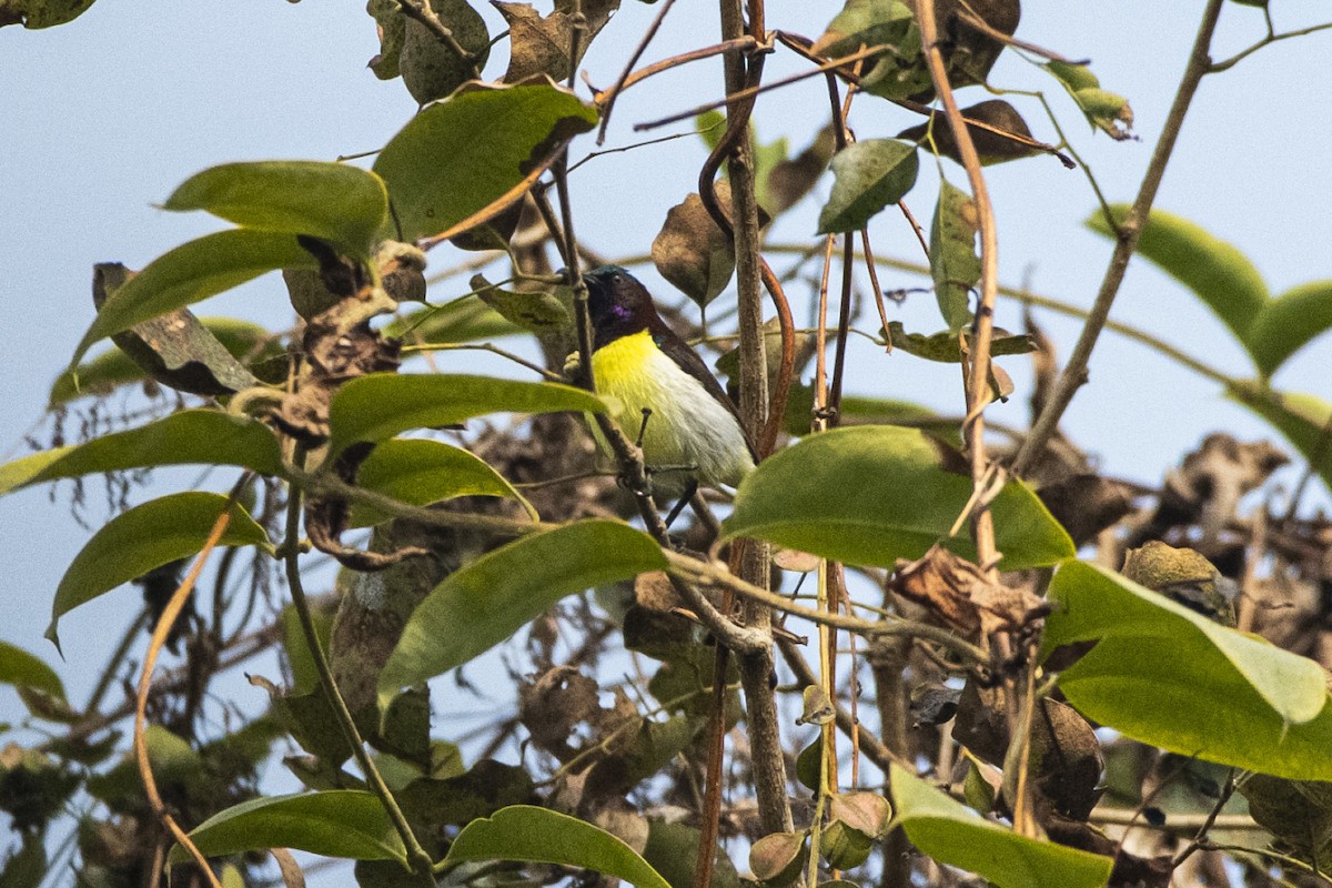 Нектаринка лимонногруда - ML647671303