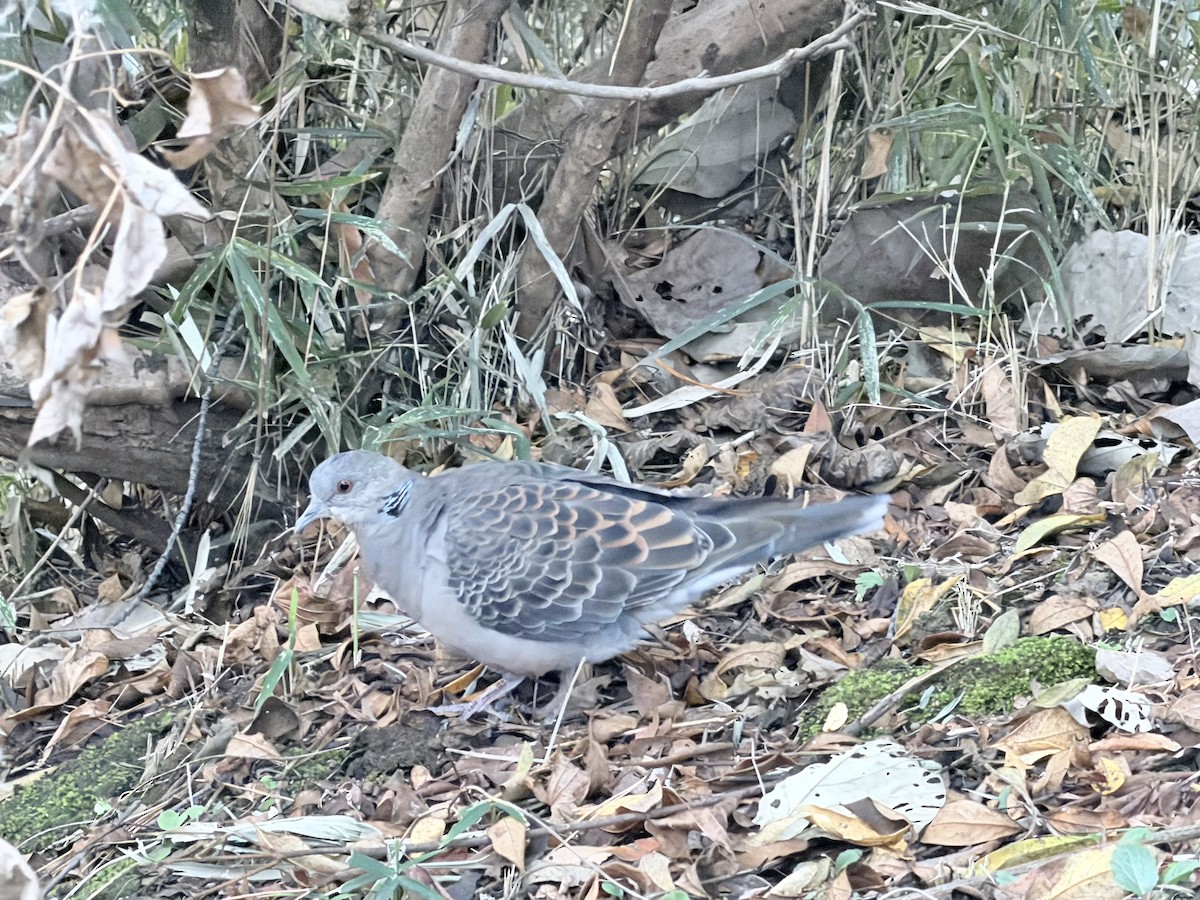 Горлиця велика - ML647671305