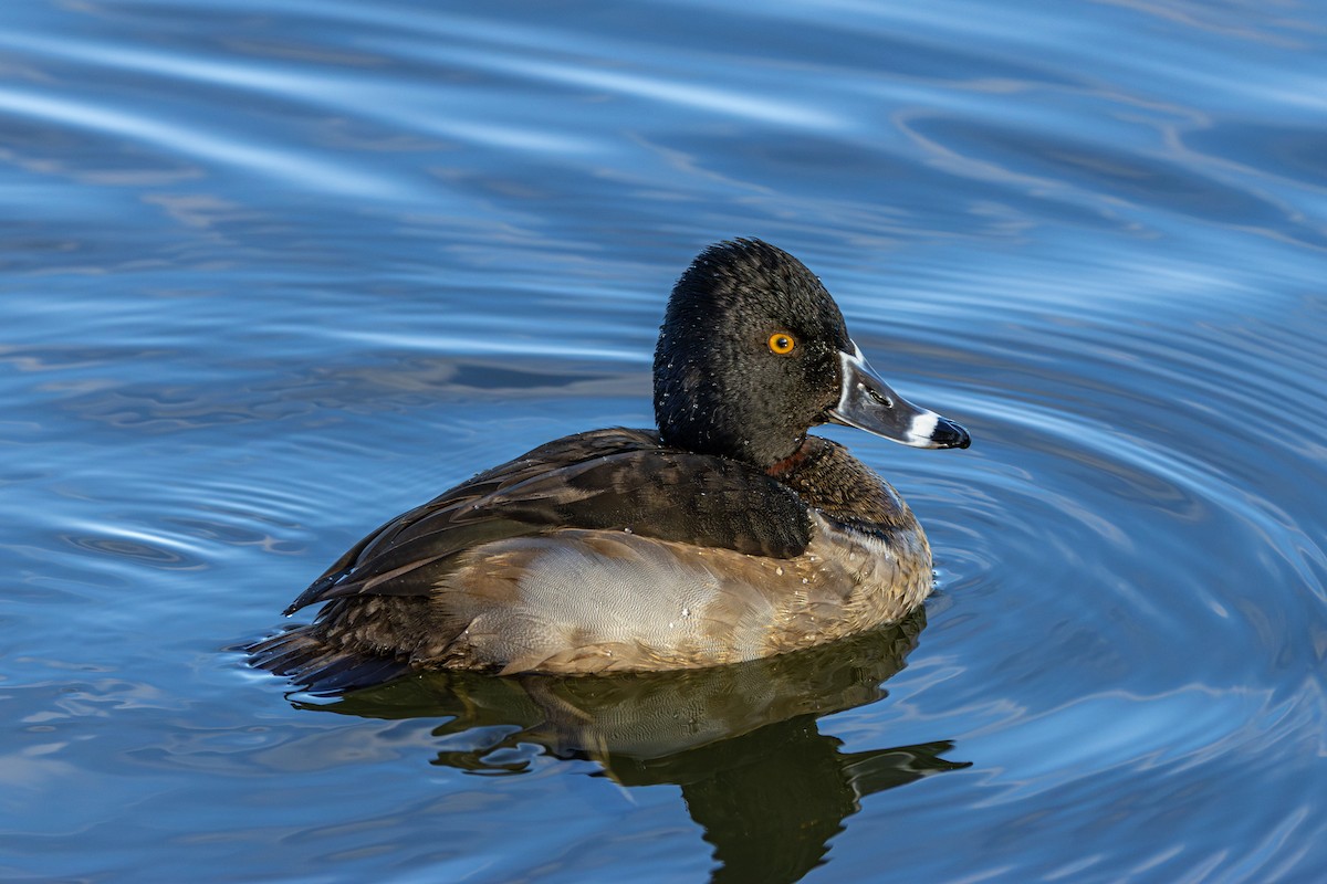 Чернь канадська - ML647671309