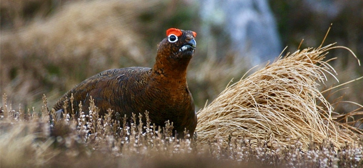 Red Grouse - ML647671311