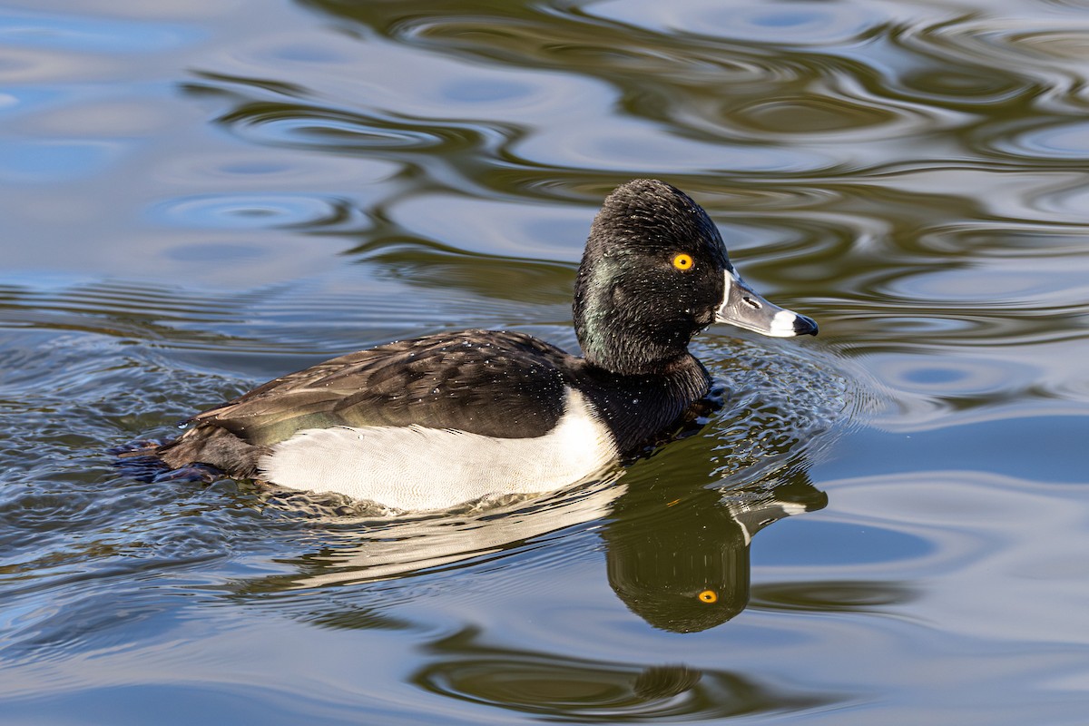 Чернь канадська - ML647671312