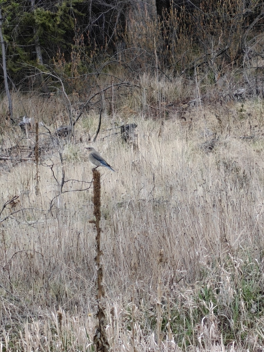 Блакитник середній - ML647671314