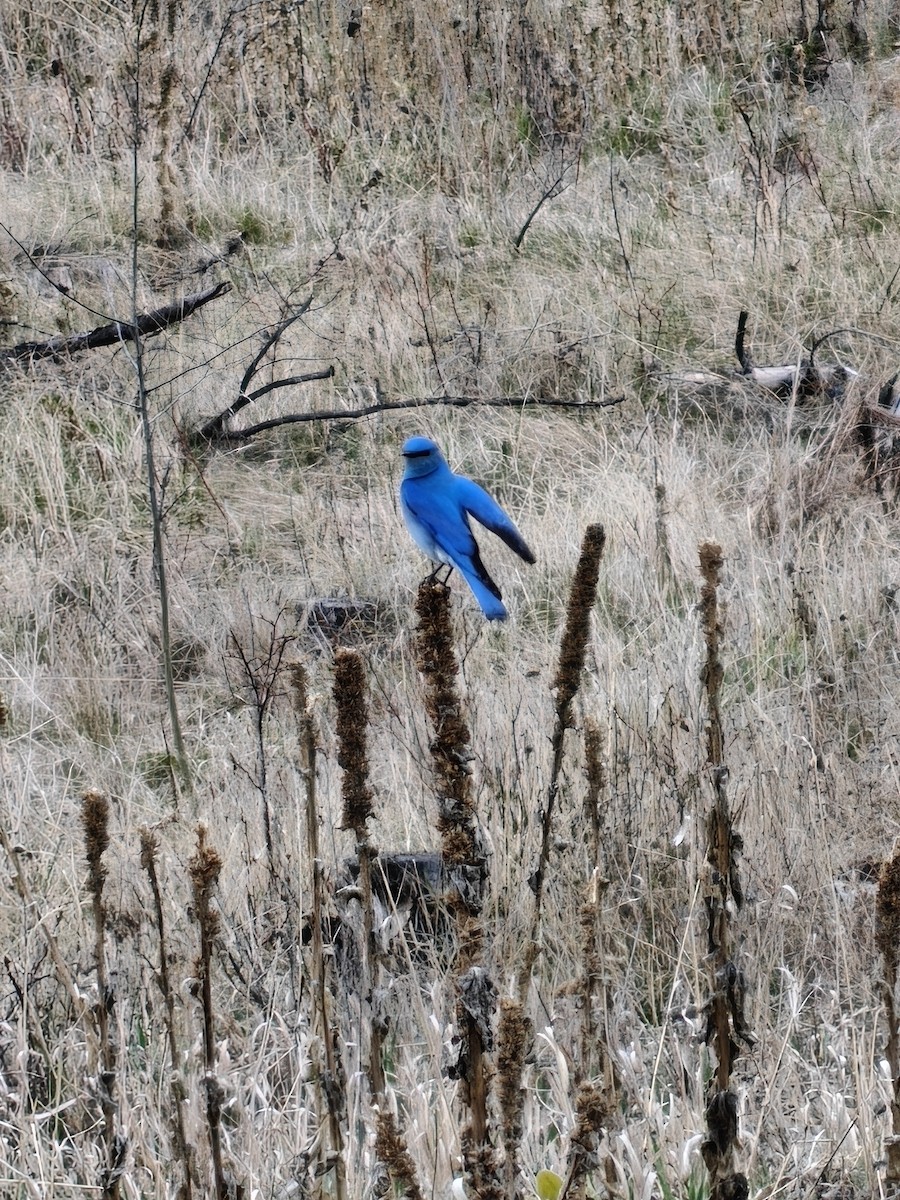 Блакитник середній - ML647671315