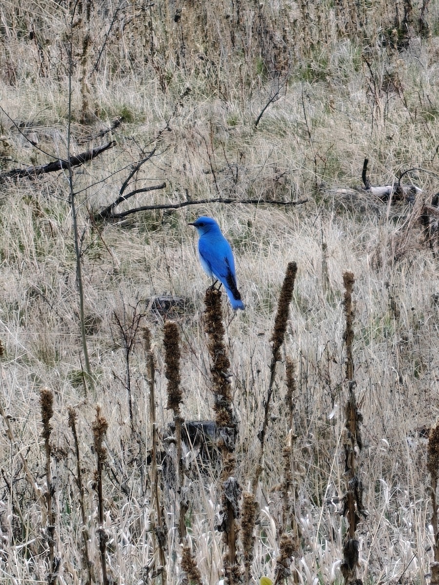 Блакитник середній - ML647671316