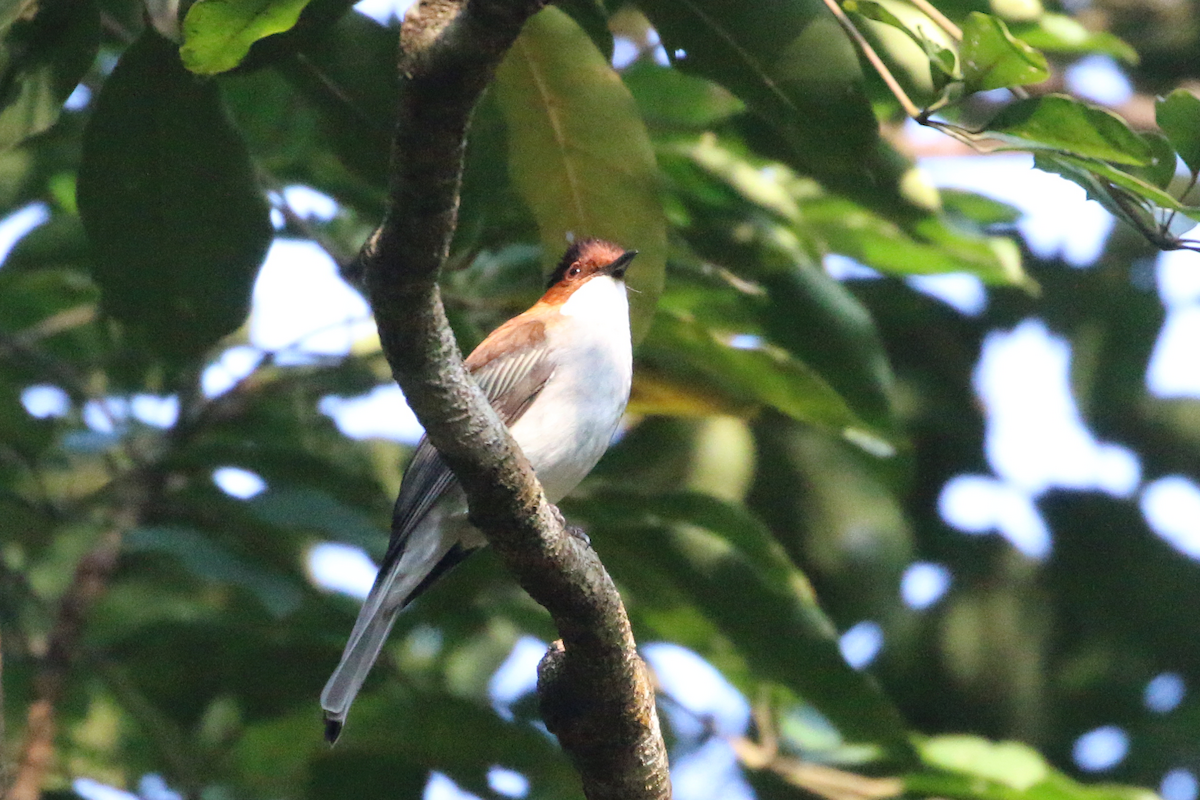 クリイロヒヨドリ - ML647671318