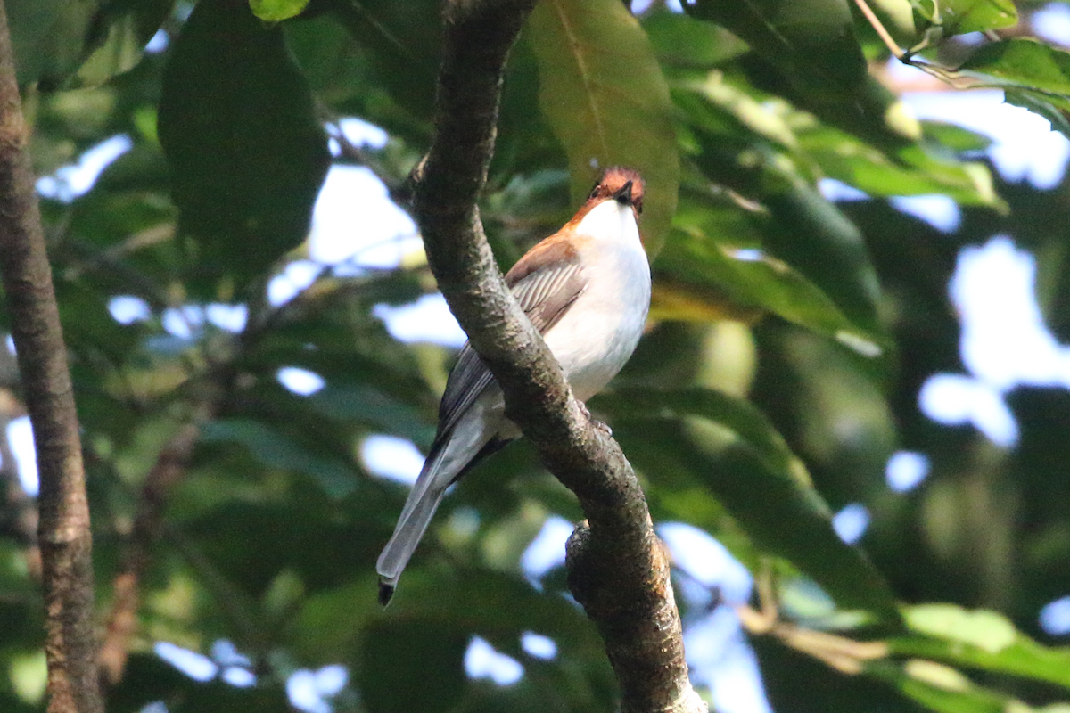 クリイロヒヨドリ - ML647671319