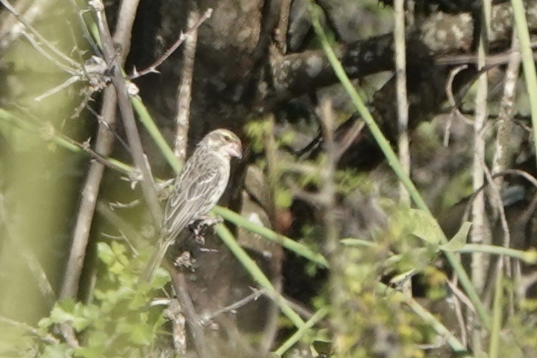 Щедрик великодзьобий - ML647671320