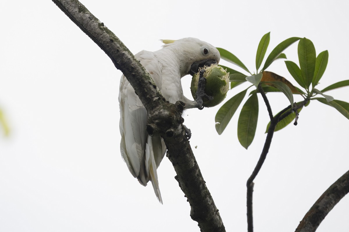 Какаду короткочубий - ML647671321