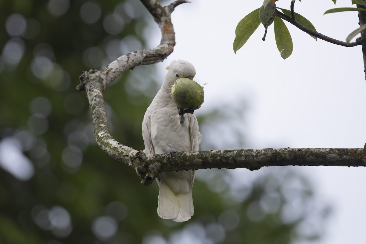 Какаду короткочубий - ML647671322