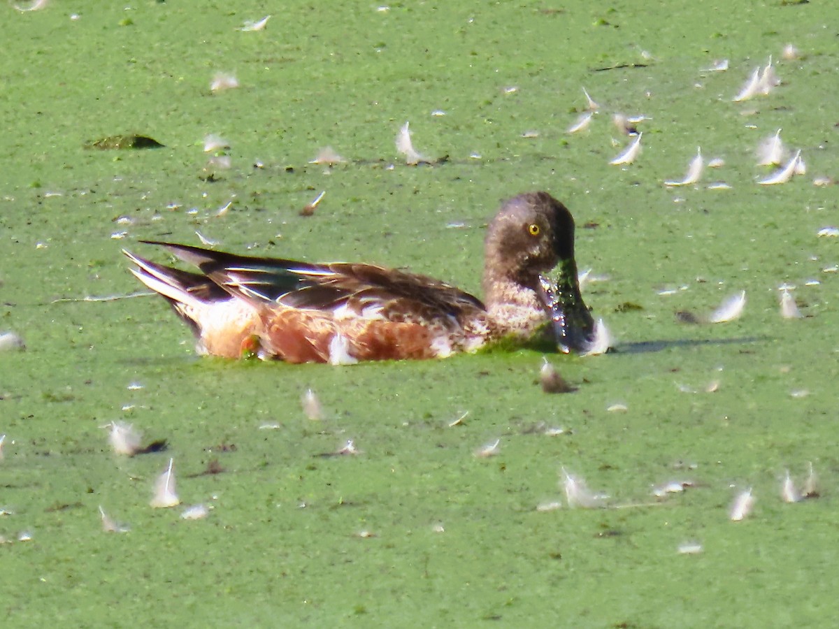 Широконіска північна - ML647671323