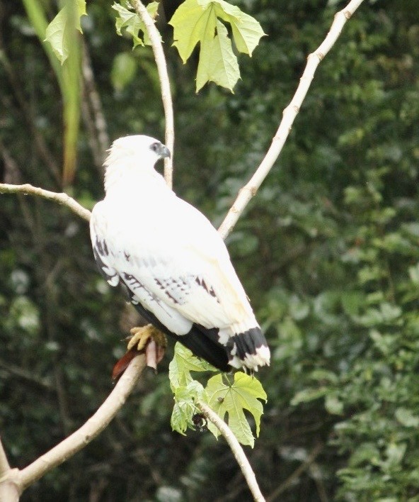 Канюк білий (підвид ghiesbreghti) - ML647671324