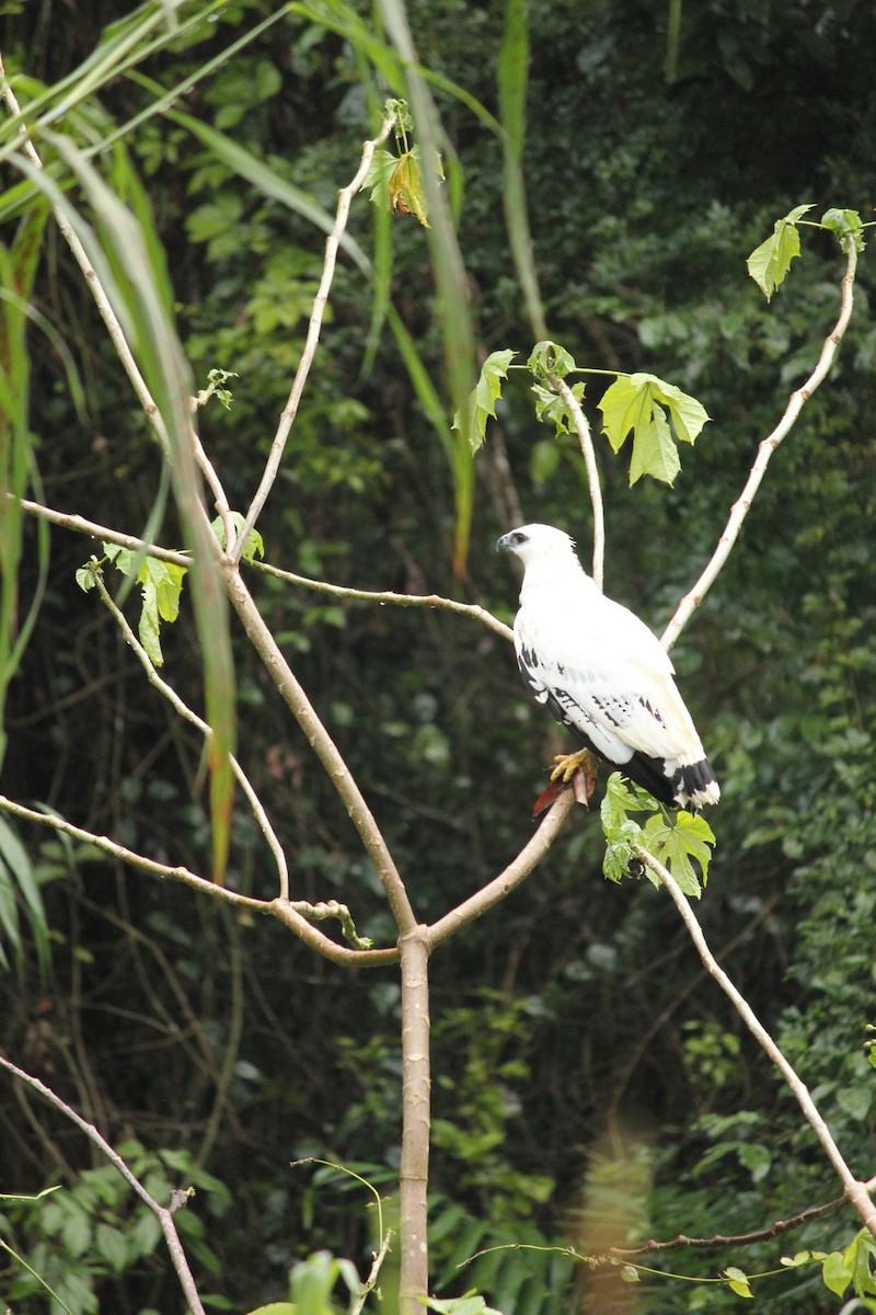 Канюк білий (підвид ghiesbreghti) - ML647671325