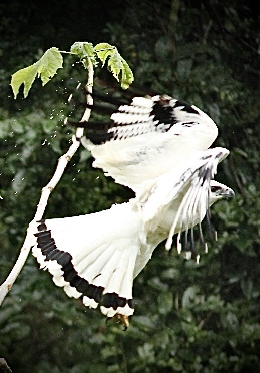 Канюк білий (підвид ghiesbreghti) - ML647671326