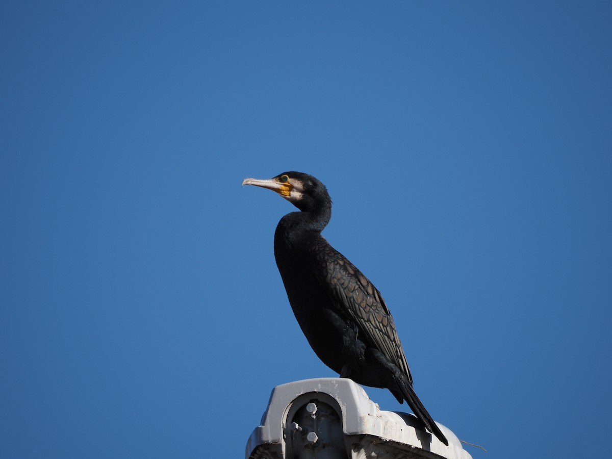 Баклан великий - ML647671327