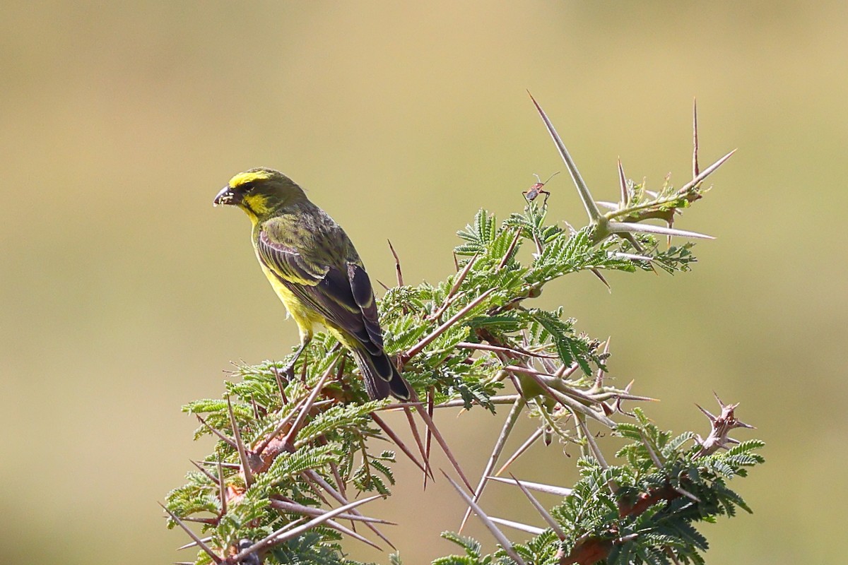 Щедрик жовтолобий - ML647671331