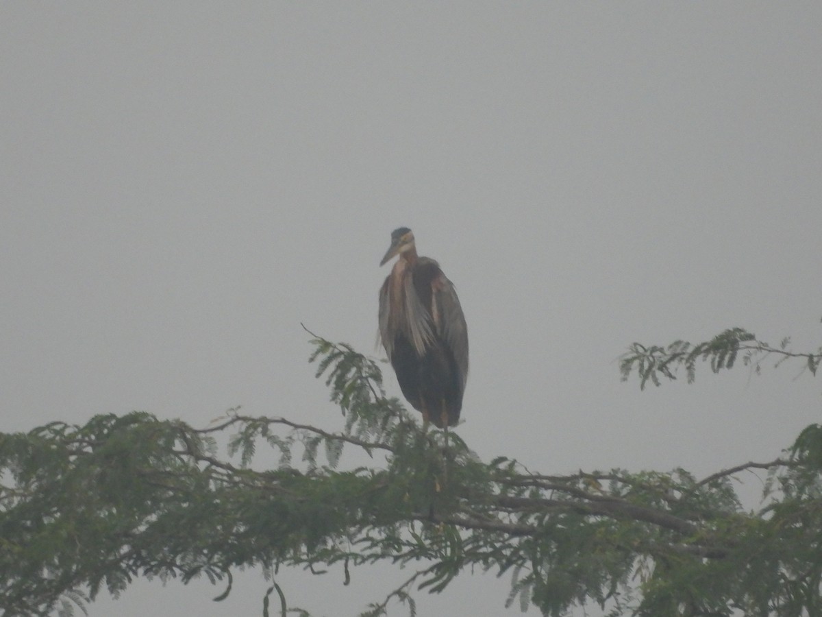 Чапля руда - ML647671339