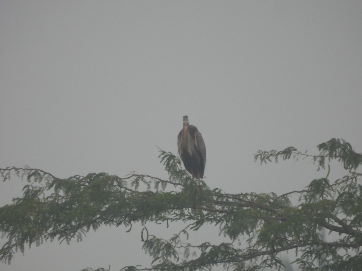 Чапля руда - ML647671340