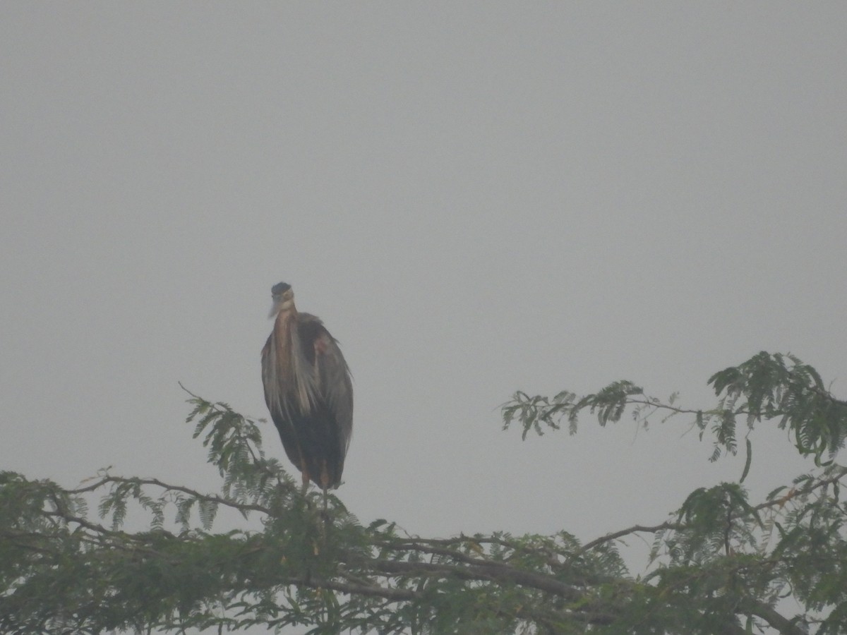 Чапля руда - ML647671341