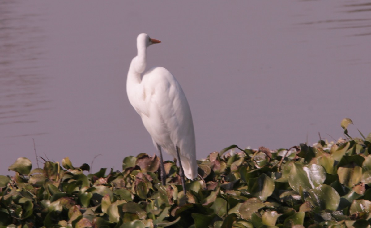 Чапля велика - ML647671342