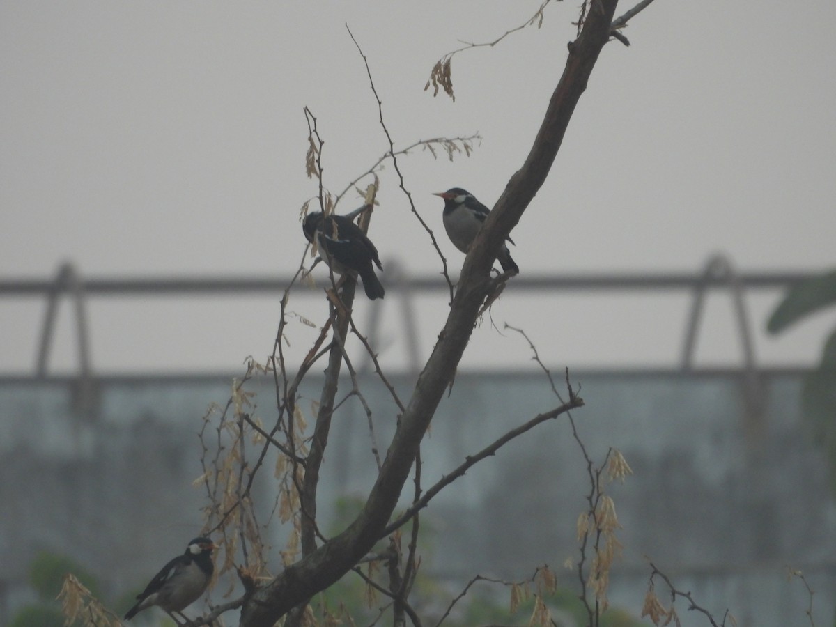 Шпак строкатий - ML647671343