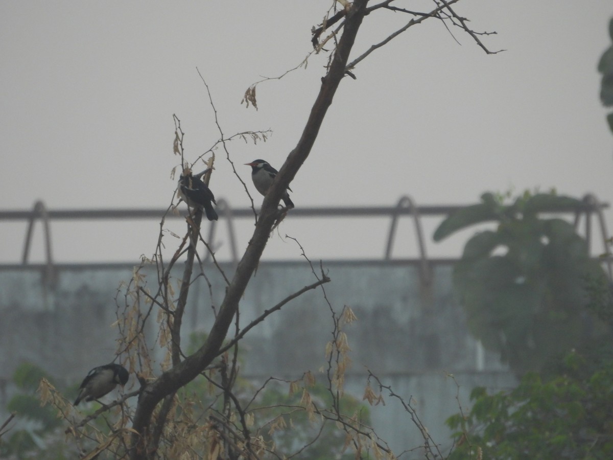 Шпак строкатий - ML647671344