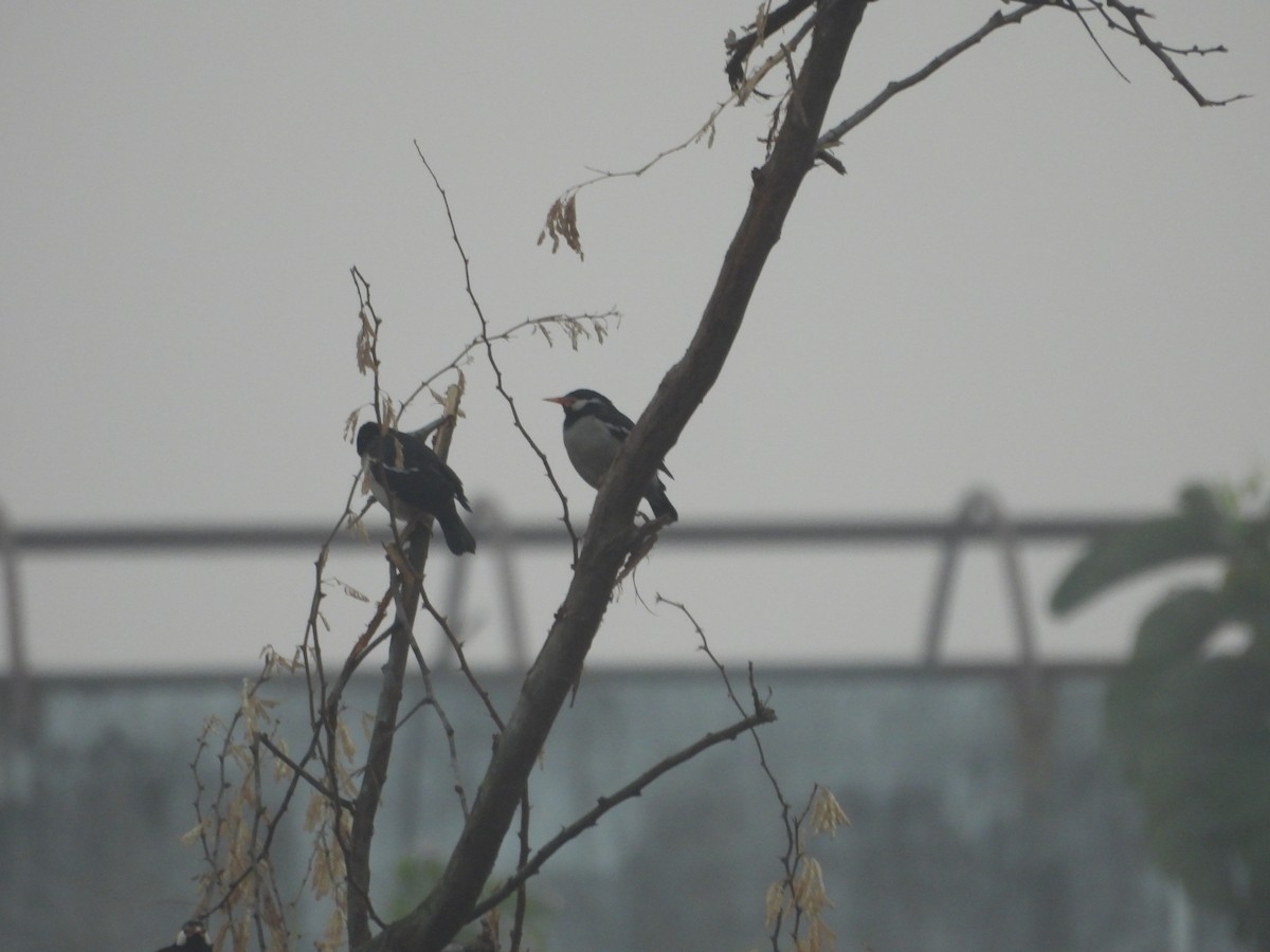 Шпак строкатий - ML647671345